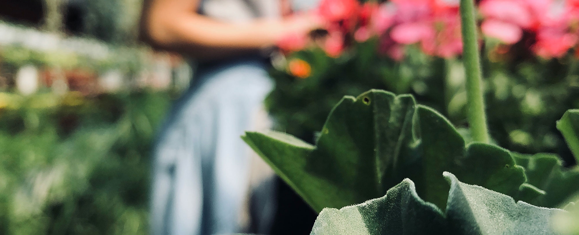 Transforma tu hogar y jardín en un oasis de orden y armonía